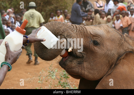 Un giovane elefante essendo alimentato a Daphne Sheldrick l'Orfanotrofio degli Elefanti, vicino a Nairobi in Kenya. Foto Stock