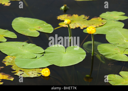 Nuphar lutea, Spatterdock, acqua gialla-lily, mucca, lily pond-lily, pianta acquatica Foto Stock