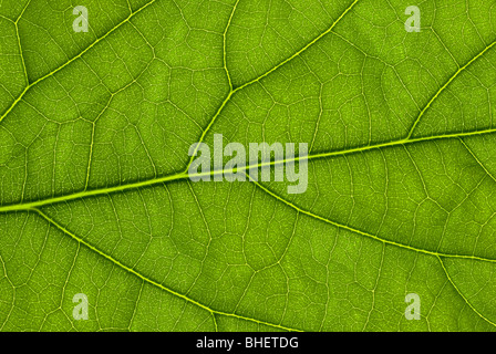 Avocado struttura foglia illuminato da dietro con una pistola di flash Foto Stock