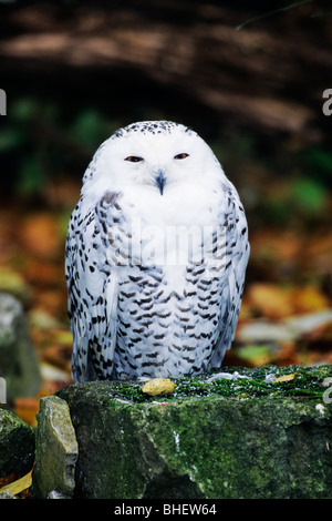 Civetta delle nevi (Nyctea scandiaca) è un nativo delle regioni artiche Foto Stock