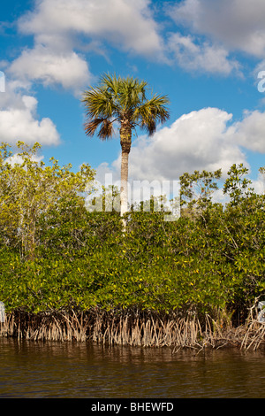 Ochopee, FL - Nov 2008 - palude di mangrovie con canali per airboat tours in Everglades lungo il vicolo di alligatore in Florida Foto Stock