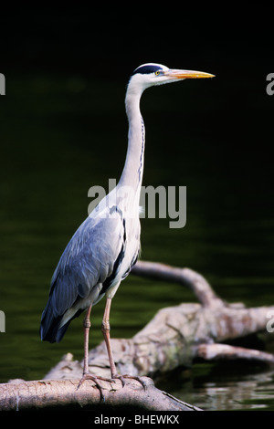 Airone cinerino (Ardea cinerea) su albero caduto - Dombes/Francia Foto Stock