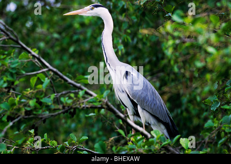 Airone cinerino (Ardea cinerea) su tree - Dombes/Francia Foto Stock