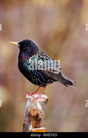 Starling (Sturnus vulgaris) su segati di legno in primavera - Bavaria/Germania Foto Stock