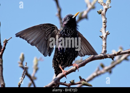 Starling (Sturnus vulgaris) cantare sul comune albero di noce in primavera - Bavaria/Germania Foto Stock