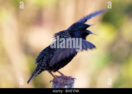 Starling (Sturnus vulgaris) cantare sul palo di legno in primavera - Bavaria/Germania Foto Stock