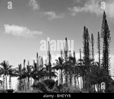 Cuocere gli alberi su isola di Kauai , Hawaii Foto Stock