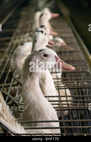 Il Foie gras : l'alimentazione forzata di anatre Foto Stock