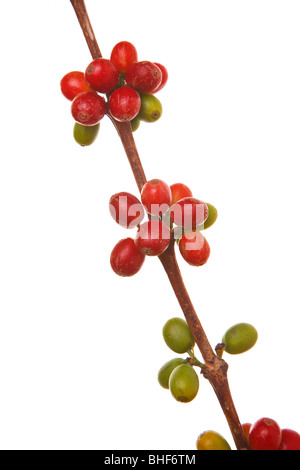 Mature i chicchi di caffè crescente sullo stelo , isolato in studio.fotografia scattata nelle Isole Canarie, dell'Europa solo regione di caffè. Foto Stock