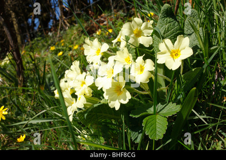 Primula (Primula vulgaris) fioritura alla base di una siepe. Powys, Galles. Foto Stock