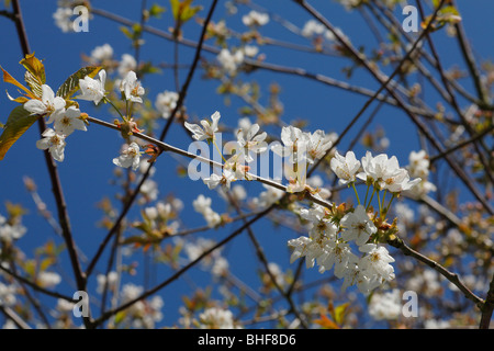 Fiori di Ciliegio selvatico o fisarmonica Gean (Prunus avium) in primavera. Foto Stock