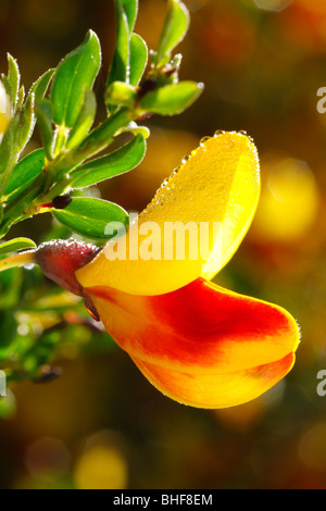 Fiori di ginestra comune (Cytisus scoparius) un bi-forma colorata. Powys, Galles. Foto Stock