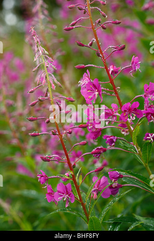 I fiori di rosa-bay Willow-herb (Epilobium angustifolium) sotto la pioggia. Powys, Galles. Foto Stock