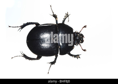 Dor Beetle (Geotrupes stercorarius). Insetti vivi fotografati contro uno sfondo bianco su un portatile studio. Foto Stock