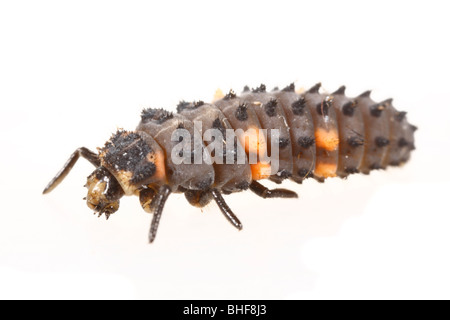 Full-cresciute larva di una 7-spot Ladybird Beetle (Coccinella septempunctata). Foto Stock