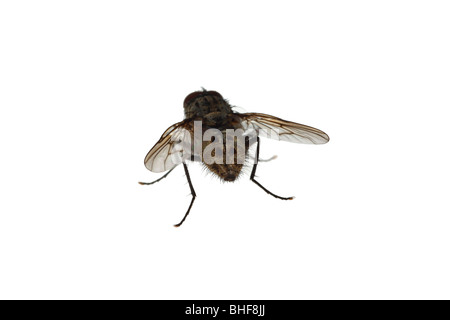 Mosca di casa (Famiglia Muscidae). Insetti vivi fotografati contro uno sfondo bianco su un portatile studio. Foto Stock