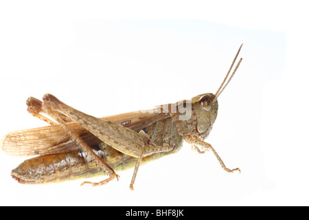 Campo femminile Grasshopper (Chorthippus brunneus). Insetti vivi fotografati contro uno sfondo bianco su un portatile studio. Foto Stock