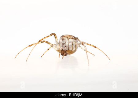 Il ragno granchio (Xysticus cristatus) femmina. Live spider fotografati contro uno sfondo bianco su un portatile studio. Foto Stock