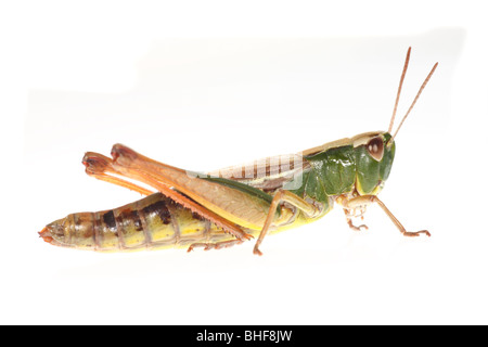 Prato femmina Grasshopper (Chorthippus parallelus). Insetti vivi fotografati contro uno sfondo bianco su un portatile studio. Foto Stock