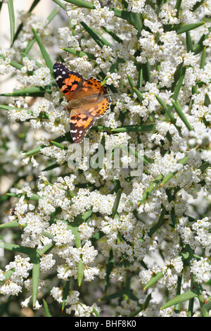 Dipinto di Lady butterfly (Vanessa cardui) alimentazione sull'arbusto spinoso Colletia spinosissima in un giardino. Powys, Galles. Foto Stock