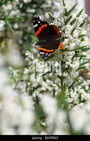 Red Admiral Butterfly (Vanessa Atalanta) alimentazione sull'arbusto spinoso Colletia spinosissima in un giardino. Powys, Galles. Foto Stock