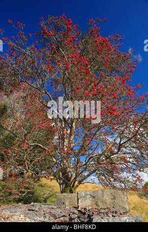 Rowan o in montagna il frassino (Sorbus aucuparia) laden con bacche mature. Powys, Galles. Foto Stock