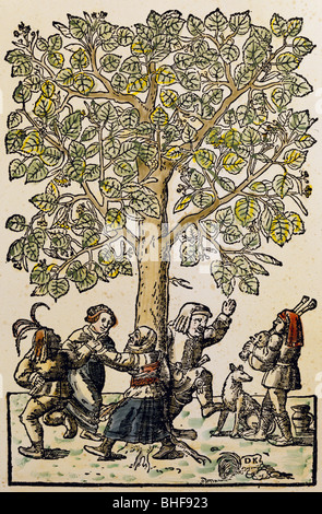 Botanica, alberi, Tilia, legno di Daniel Kandel, 'New Kreuterbuch' di Hieronymus Bock, 1539, collezione privata, , Foto Stock