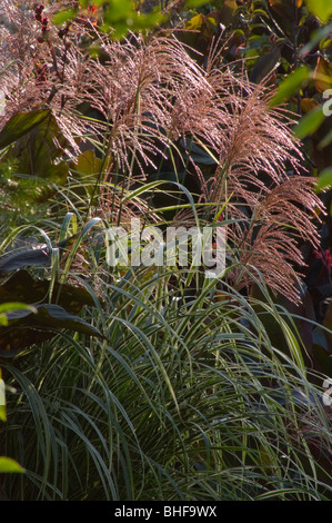 Miscanthus sinensis var. purpurascens, Erba di fiamma, il miscanto oligostachyus Foto Stock