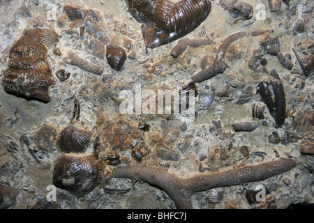 Resti fossili In Wenlock calcare, Dudley, West Midlands, Regno Unito Foto Stock