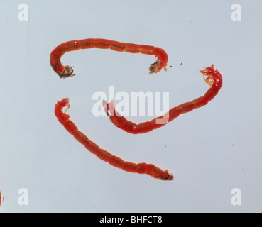 Sangue-worm (Chironomus riparius) chironomid midge larve in acqua Foto Stock