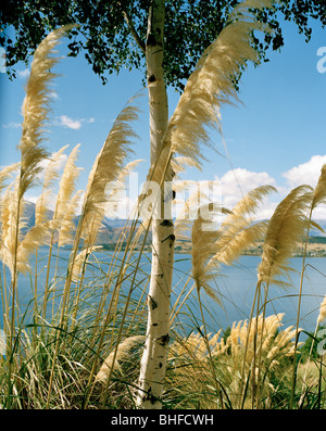 Betulla in fioritura reed sulla riva del Lago Wanaka, Wanaka di Central Otago, Isola del Sud, Nuova Zelanda Foto Stock