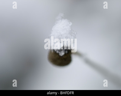 Chiusura del fiocco di neve su Piante fotografati con profondità di campo Foto Stock