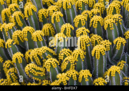 Il legno di euforbia, lat. Euphorbia Polyacantha dall Etiopia nel giardino botanico Jardin de Cactus, artista e architetto Cesar Manr Foto Stock