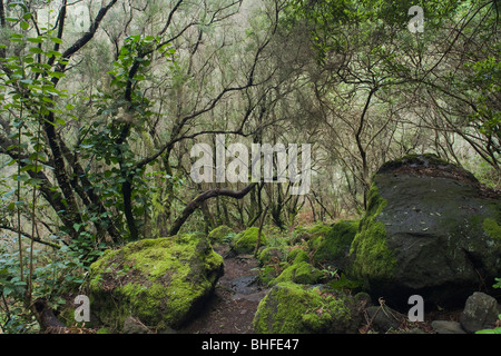 Percorso, sentiero attraverso il umida subtropicale foresta laurel, Laurisilva, moos, Fuentes Marcos y Cordero, riserva naturale, Parque Na Foto Stock