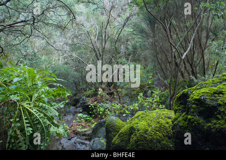 Umida subtropicale foresta laurel, Laurisilva, moos, Fuentes Marcos y Cordero, riserva naturale, Parque Natural de las Nieves, EAS Foto Stock