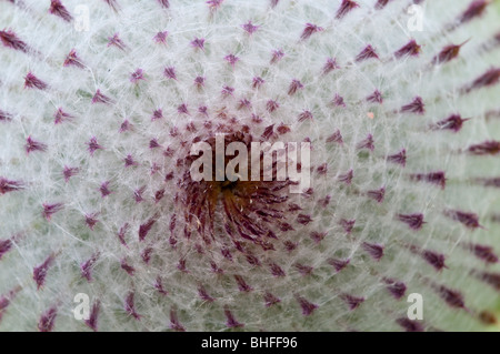 Lanosi Thistle (Cirsium eriophorum), germoglio di fiore Foto Stock