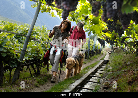 Un giovane con cane escursioni lungo le vigne e un flusso, Val Venosta, Alto Adige, Italia, Europa Foto Stock