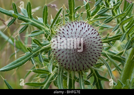 Lanosi Thistle (Cirsium eriophorum), germoglio di fiore Foto Stock