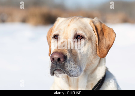 Adulto maschio giallo Labrador retriever in un paesaggio invernale. Assiniboine foresta, Winnipeg, Manitoba, Canada. Foto Stock