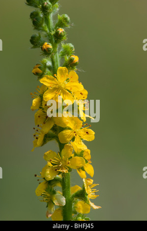 Agrimony (Agrimonia eupatoria) Foto Stock