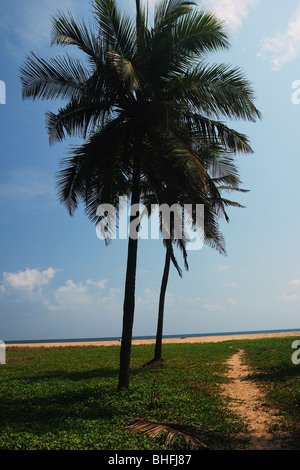 Spiaggia di Chennai Palme Foto Stock