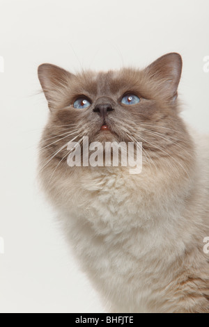 Gatto Sacri di Birmania, blu-point, tomcat / Birman Foto Stock