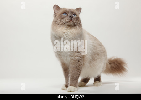 Gatto Sacri di Birmania, blu-point, tomcat / Birman Foto Stock