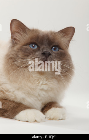 Gatto Sacri di Birmania, blu-point, tomcat / Birman Foto Stock