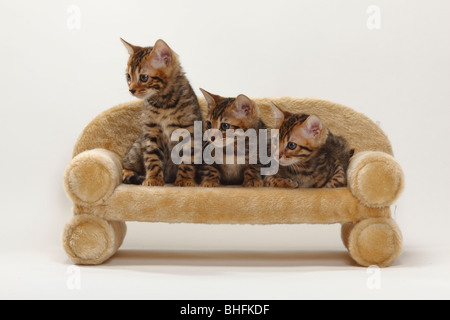 Gatti bengala, gattini, 8 settimane Foto Stock