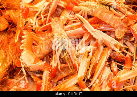 Immagine ravvicinata di alcuni scampi Foto Stock