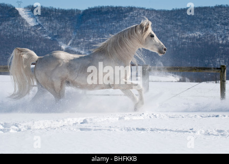 Immagine della bella bianco stallone arabo in esecuzione attraverso la neve fresca. Foto Stock