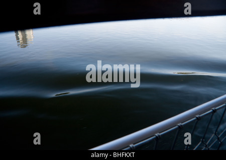 Le acque del fiume Elba in Sassonia dal ponte di un fiume-cruiser Foto Stock