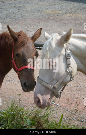 Foto di due sleepy yearling cavalli con le orecchie in giù e testa inchinata, cercando timido, triste e solitario. Foto Stock