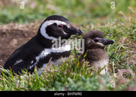 Un Magellanic Penguin (Spheniscus magellanicus) e ceci su nuova isola, Isole Falkland. Foto Stock
